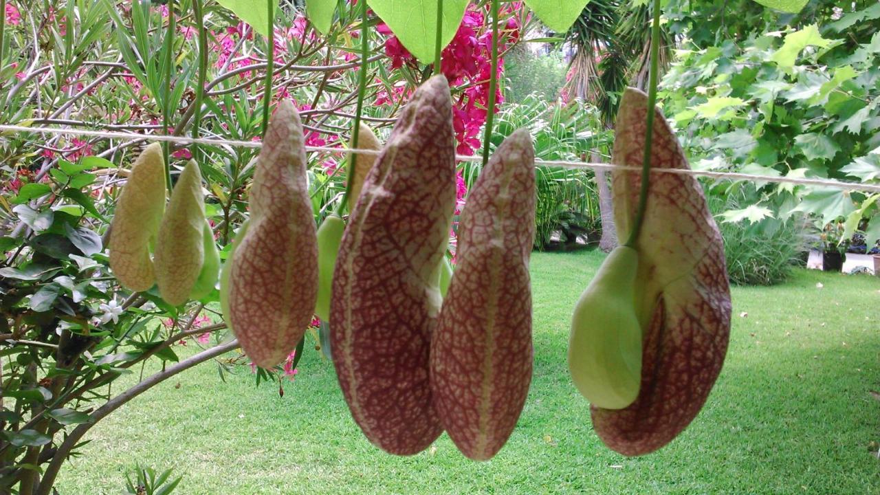 Baha-Ammes Daire Svoronata Dış mekan fotoğraf
