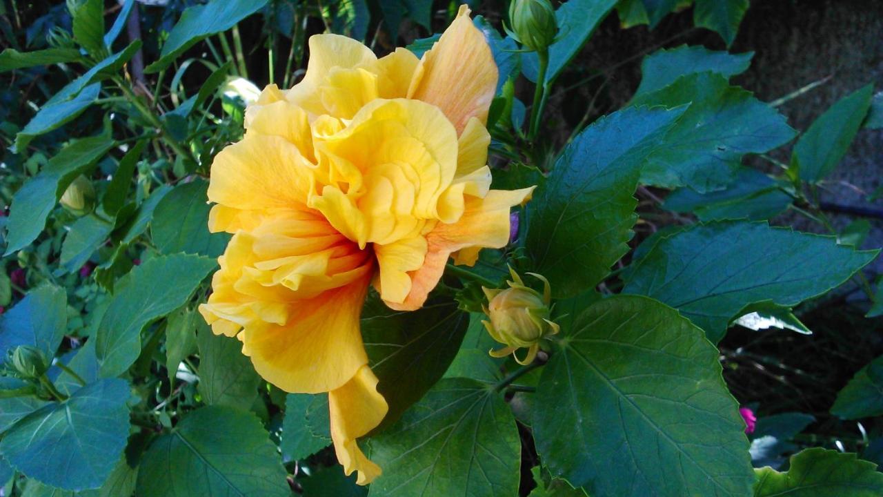 Baha-Ammes Daire Svoronata Dış mekan fotoğraf