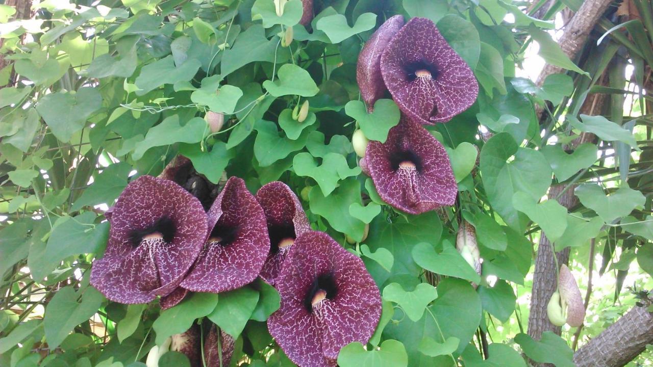 Baha-Ammes Daire Svoronata Dış mekan fotoğraf
