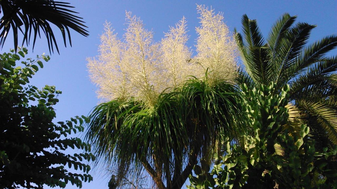 Baha-Ammes Daire Svoronata Dış mekan fotoğraf