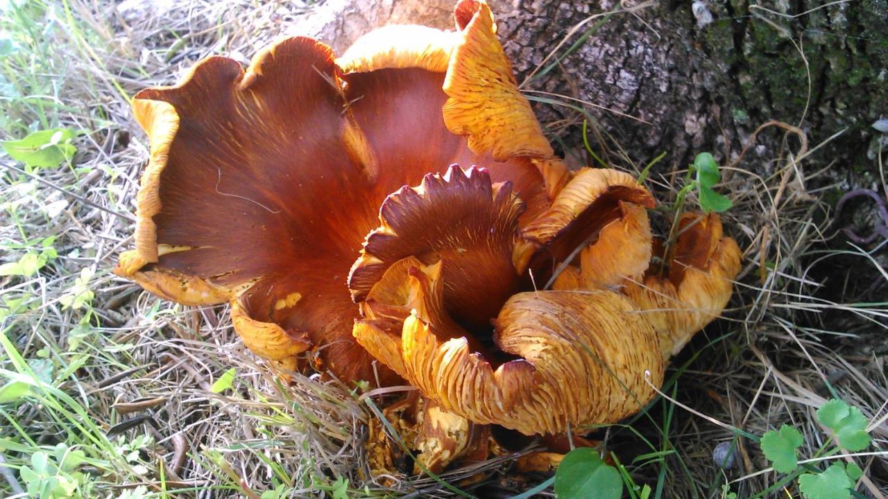 Baha-Ammes Daire Svoronata Dış mekan fotoğraf