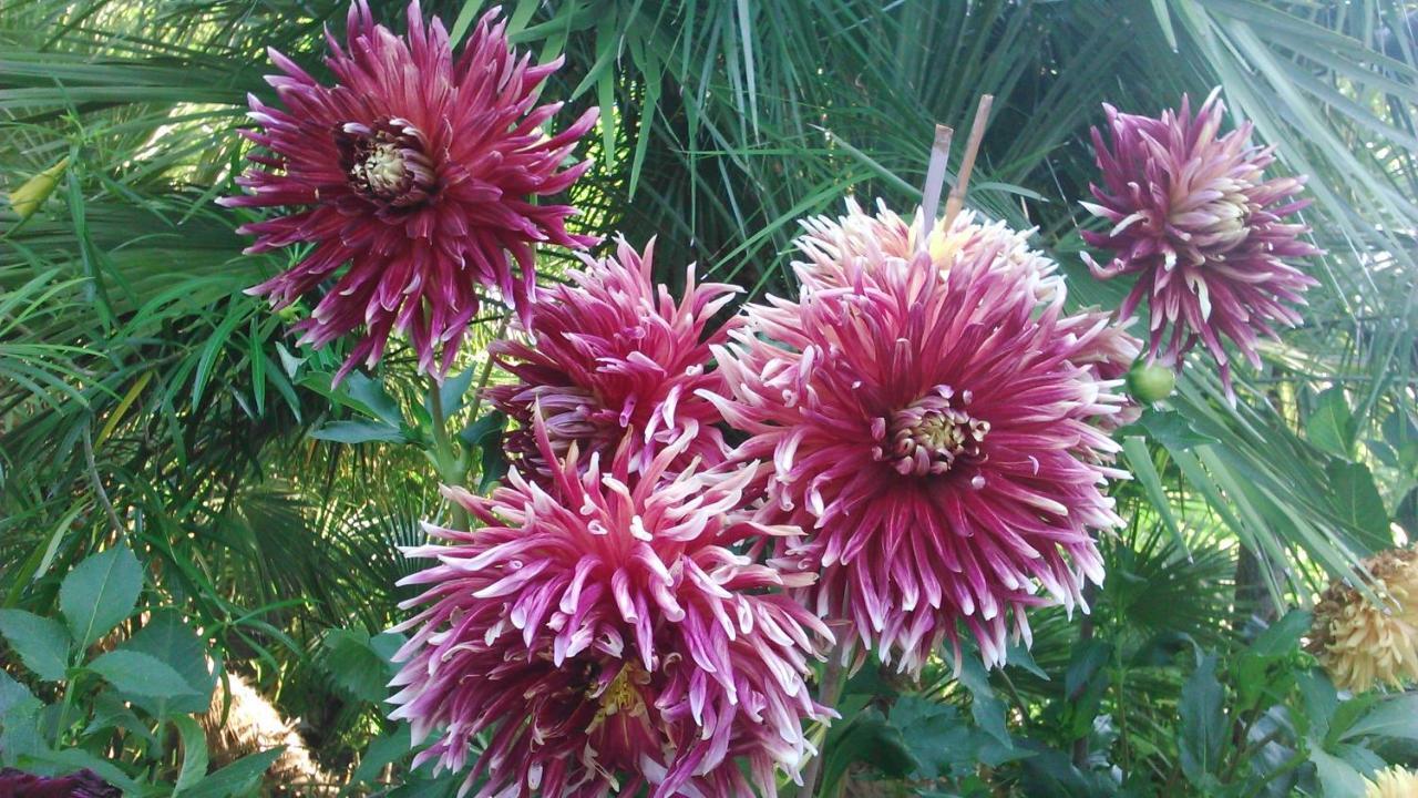 Baha-Ammes Daire Svoronata Dış mekan fotoğraf